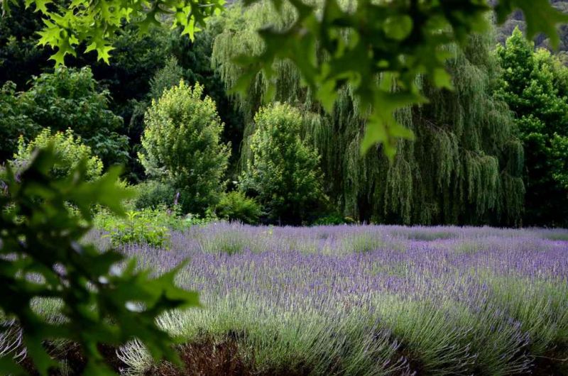 lavender fields.jpg